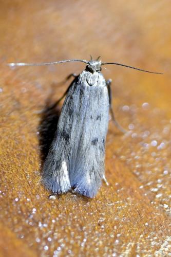 Réf. 336 410 : Borkhausenia nefrax